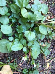 Cardamine breweri