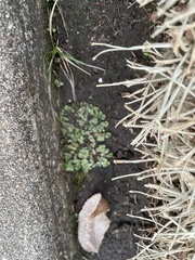 Reboulia hemisphaerica