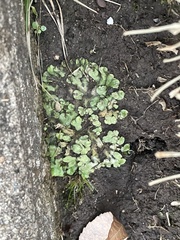 Reboulia hemisphaerica