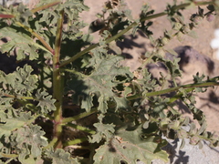 Perityle crassifolia robusta