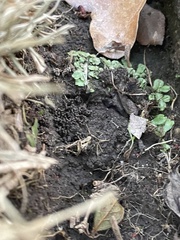 Reboulia hemisphaerica