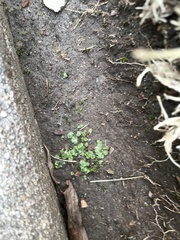 Reboulia hemisphaerica