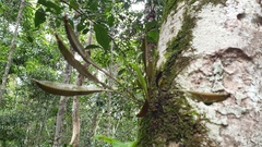 Dendrobium tetragonum