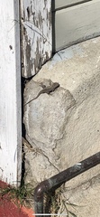 Sceloporus occidentalis