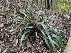 Dianella atraxis