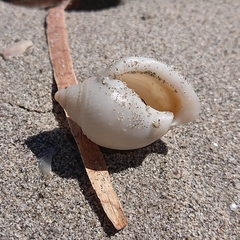 Semicassis semigranosa