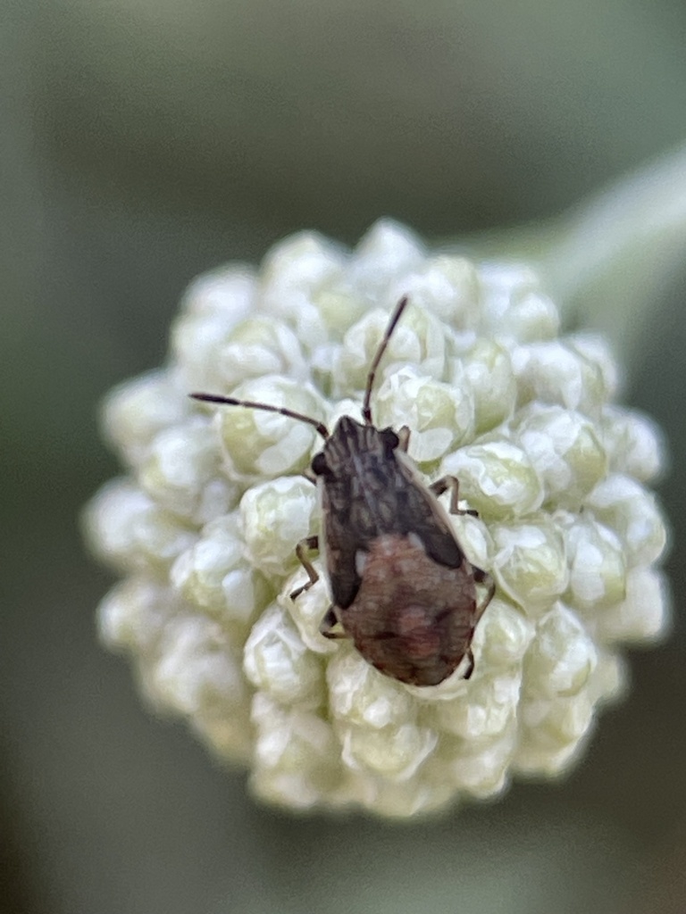 True Bugs from Boundary Tk E, Frankston South, VIC, AU on February 7 ...