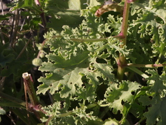 Perityle crassifolia robusta