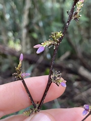 Dianella atraxis