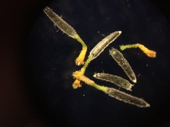 Perityle crassifolia robusta