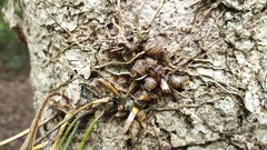 Dendrobium tetragonum