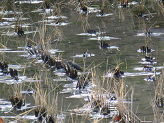 Motacilla cinerea cinerea