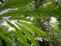 Alpinia uraiensis