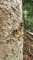 Dendrobium tetragonum