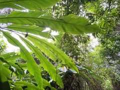 Alpinia uraiensis