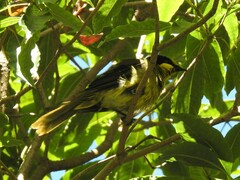 Lichenostomus melanops