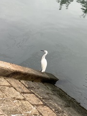 Egretta garzetta