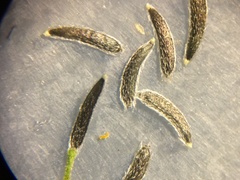 Perityle crassifolia robusta