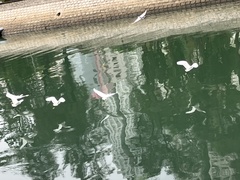 Egretta garzetta