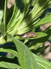 Homalodisca vitripennis