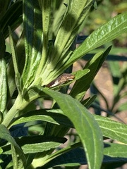 Homalodisca vitripennis