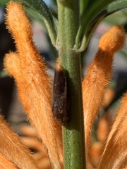 Homalodisca vitripennis