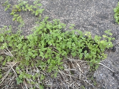 Bothriospermum zeylanicum