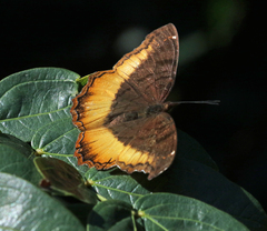 Eurytela dryope