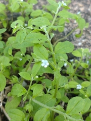 Bothriospermum zeylanicum