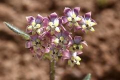 Asclepias albens