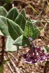 Asclepias albens