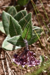 Asclepias albens