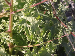 Perityle crassifolia robusta