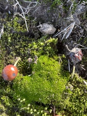 Physcomitrium pyriforme