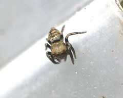 Euryattus bleekeri