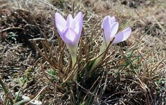 Crocus carpetanus