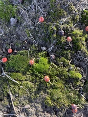 Physcomitrium pyriforme