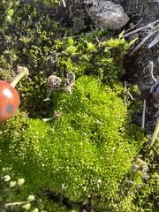 Physcomitrium pyriforme