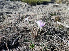 Crocus carpetanus