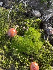 Physcomitrium pyriforme