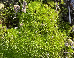 Physcomitrium pyriforme