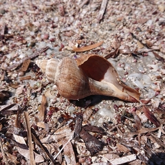 Australaria australasia