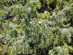 Juniperus oxycedrus badia