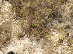 Muraltia dispersa