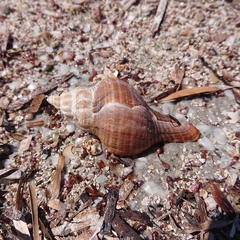 Australaria australasia