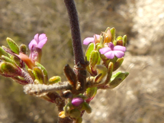 Muraltia dispersa