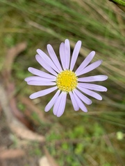 Brachyscome multifida