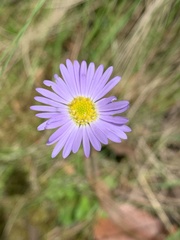 Brachyscome multifida