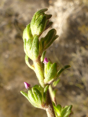 Muraltia dispersa