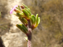 Muraltia dispersa